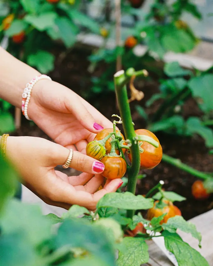 Mãos colhendo tomates pequenos no pé, na horta do restaurante